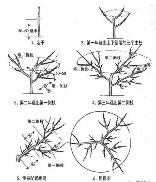 蟠桃樹怎麼剪枝技術圖解大全。科學修剪提升果實豐收品質