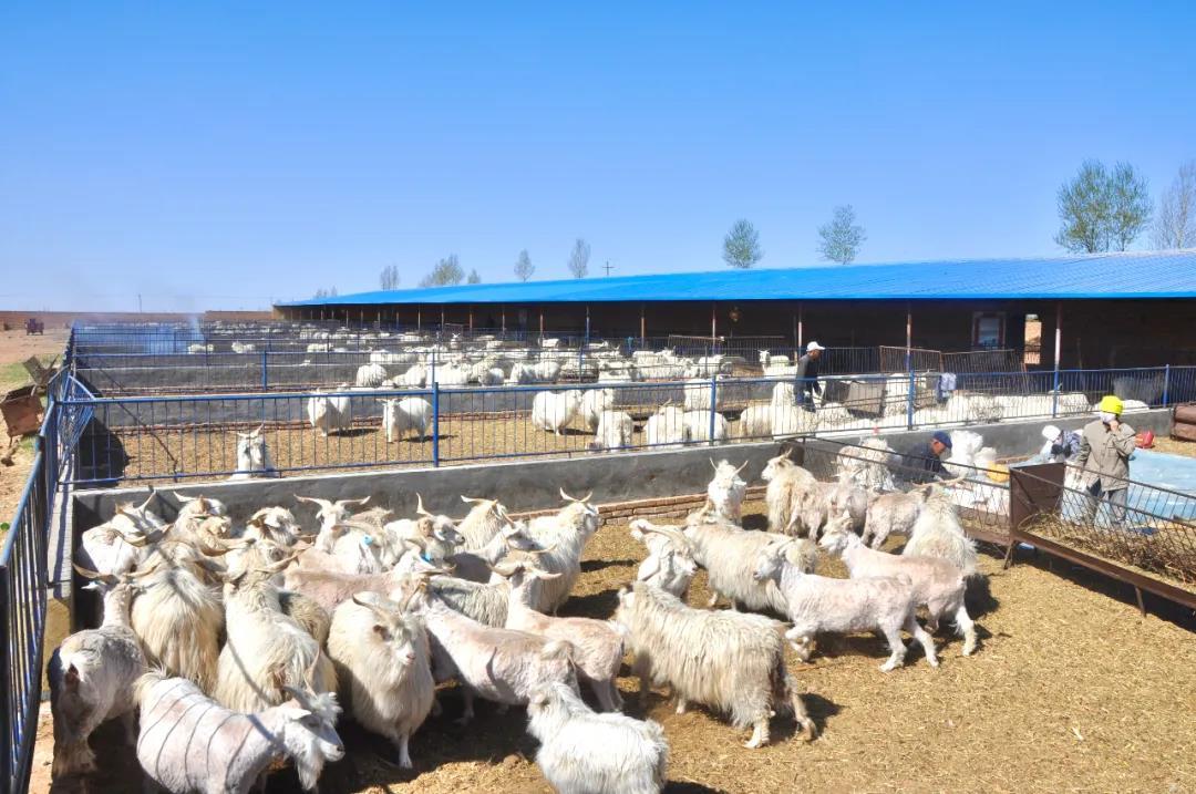 絨山羊養殖技術與飼草料配方，構建高效畜牧養殖體係的行業潮流