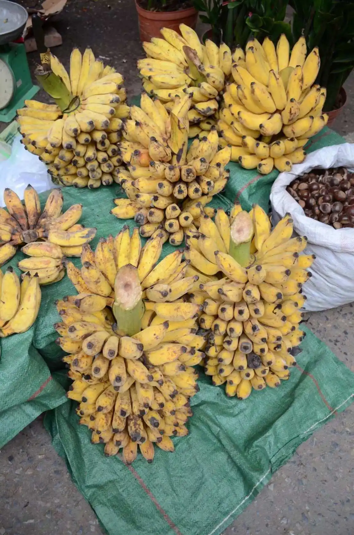 芭蕉樹的果實能吃嗎？美味與營養並存的熱帶自然風味饋贈