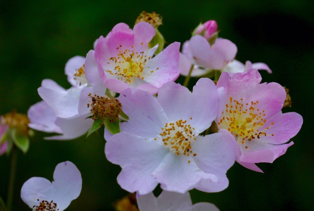 <strong>七姊妹花與薔薇關係，七姊妹花竟是薔薇花的“姐妹”？</strong>