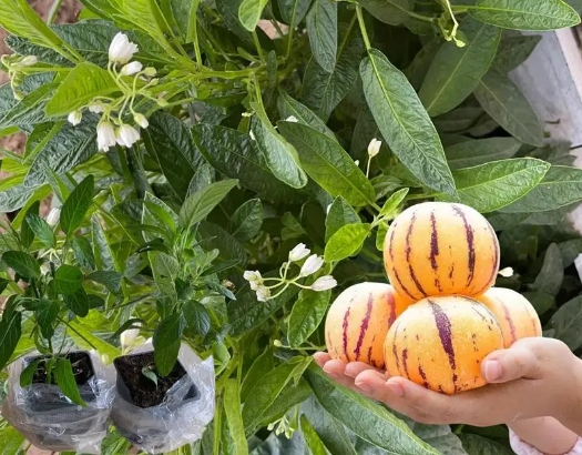 <b>人參果樹種植與管理技巧方法，綠色種植新紀元打造豐收人參果園</b>