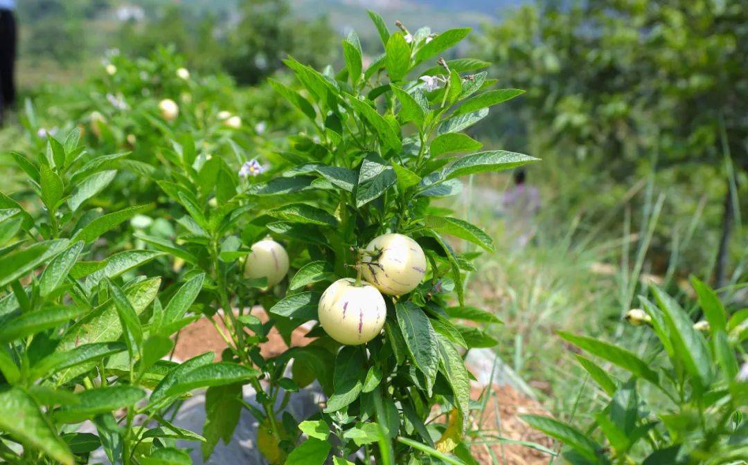 人參果樹種植與管理技巧方法，綠色種植新紀元打造豐收人參果園