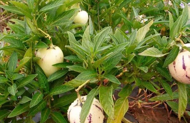 人參果樹種植與管理技巧方法，綠色種植新紀元打造豐收人參果園