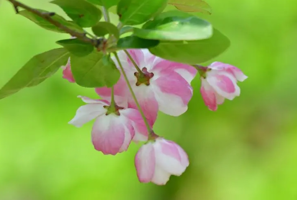 <strong>綠意盎然，花開不敗：海棠花扡插繁殖方法攻略</strong>