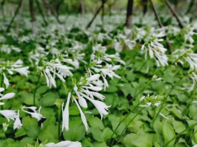 探秘玉簪花開月，一睹夏日清新之美