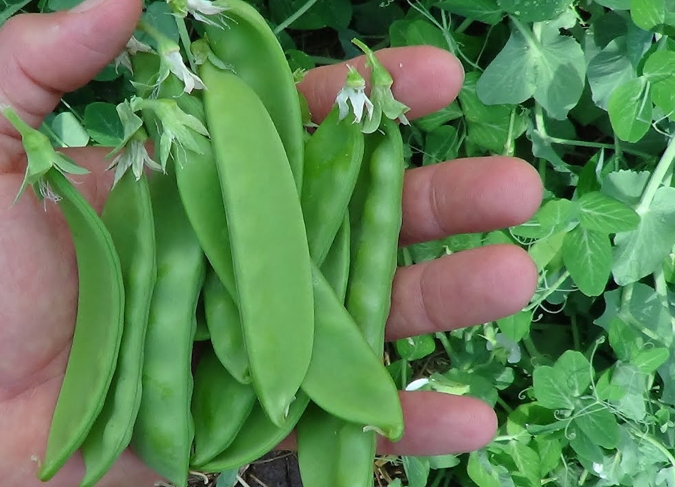 荷蘭豆美味地圖：哪片土地孕育種植最鮮嫩的綠色珍饈？