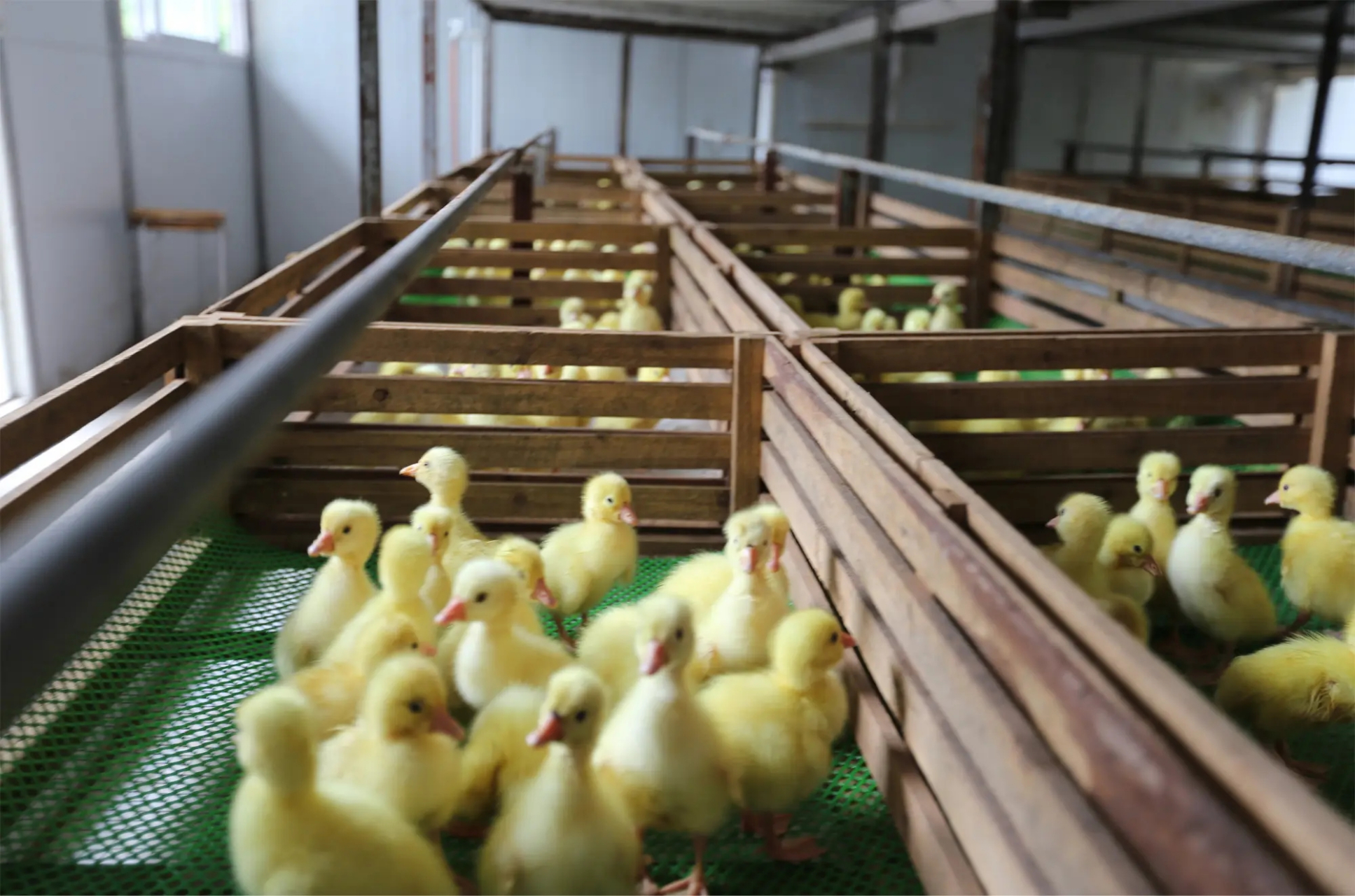 雛鴨前10天的飼養技術與管理要點大公開，助你輕鬆養出健康鴨群