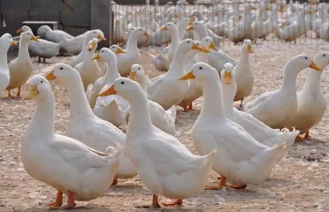 雛鴨前10天的飼養技術與管理要點大公開，助你輕鬆養出健康鴨群