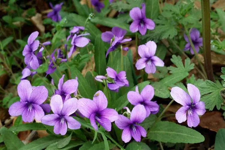 錯過等一年！紫花地丁種植黃金時間搭配科學種植法，花開滿園不是夢