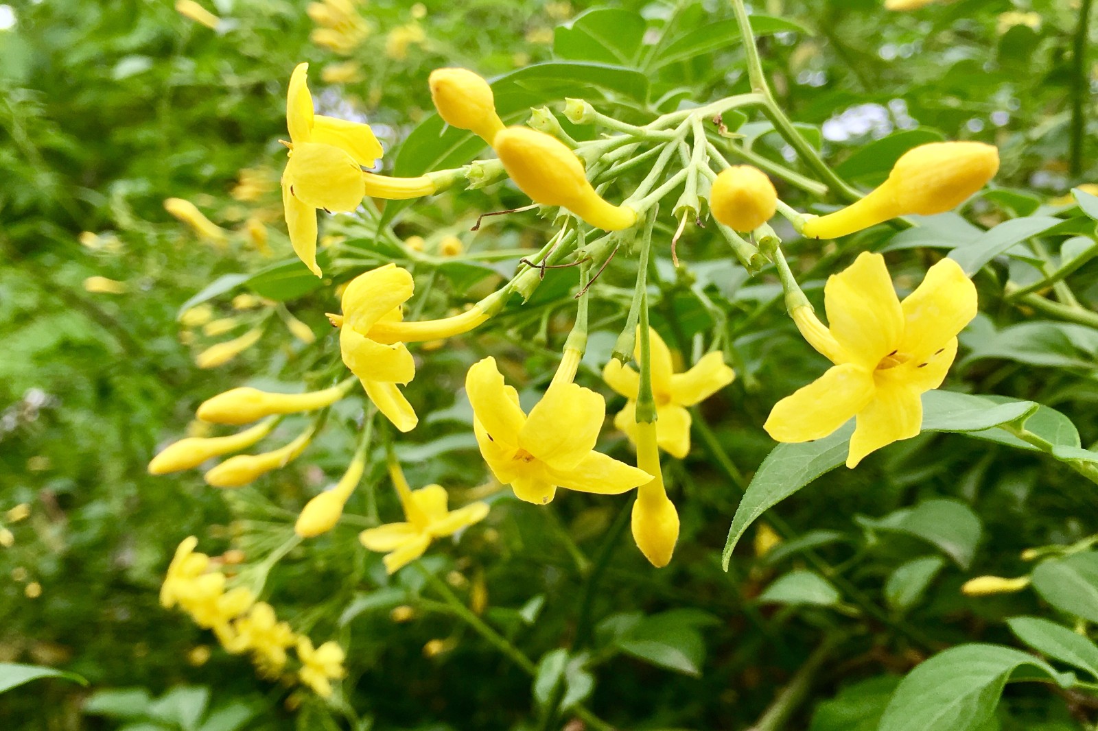 花開有時，春意無邊——深度解析探春花與春天的不解之緣！