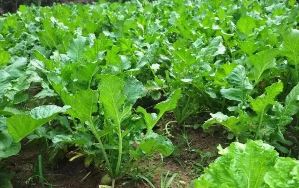 蘿卜菜種植時間和方法，省時省力又高產，快來學習打造鮮菜樂園