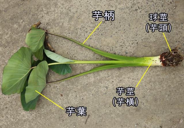 芋頭屬於根還是莖類蔬菜？專家告訴其實它是變態器官類蔬菜！