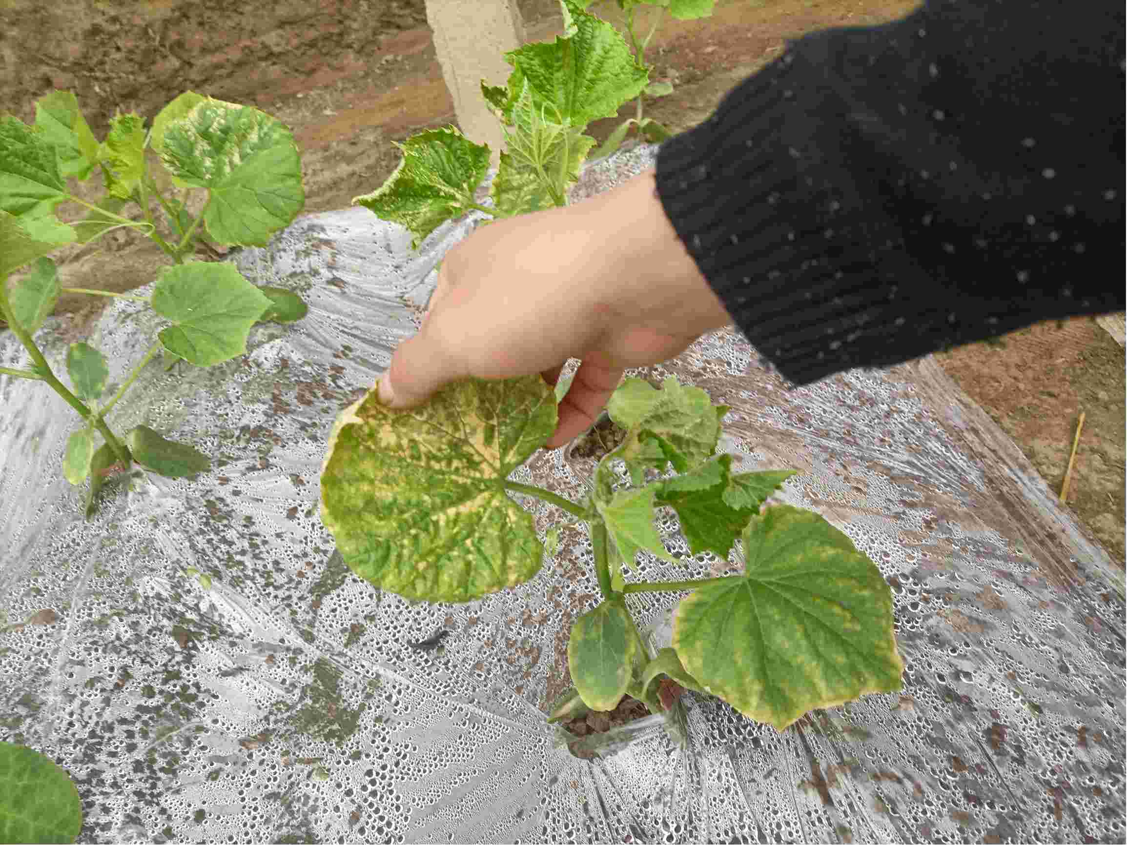 黃瓜苗剛移栽種植就得病怎麼辦，緊急應對策略，守護黃瓜苗健康成長！