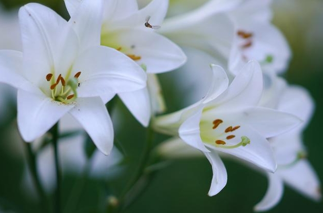 室內家養百合是福是禍？深度剖析百合花的毒性與室內養殖適應