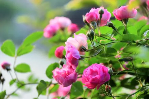 薔薇花開花盛宴：揭秘薔薇花綻放時間，共赴一場視覺與嗅覺的雙重盛宴！