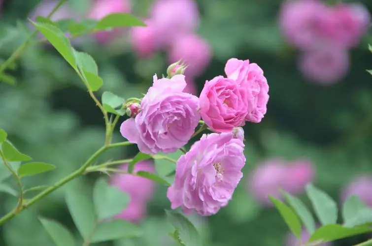 薔薇花開花盛宴：揭秘薔薇花綻放時間，共赴一場視覺與嗅覺的雙重盛宴！