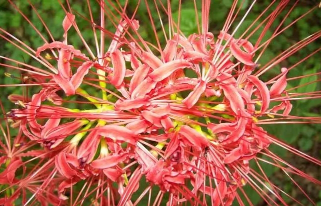 彼岸花開彼岸時，彼岸花最佳移栽時間助你輕鬆打造神秘花園！