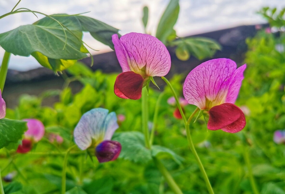 豌豆花是什麼顏色？春日裏的紫色精靈如春日夢幻