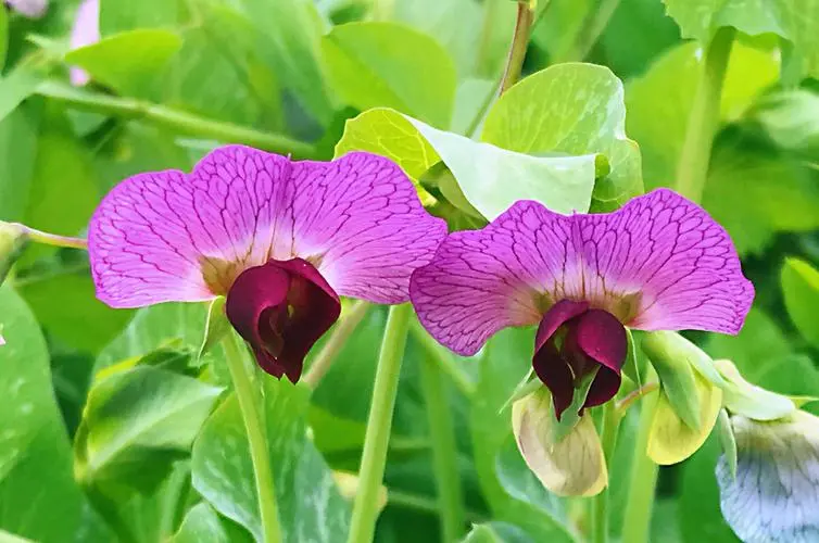 豌豆花是什麼顏色？春日裏的紫色精靈如春日夢幻