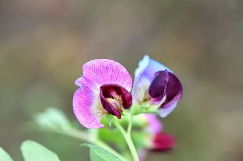 豌豆花是什麼顏色？春日裏的紫色精靈如春日夢幻