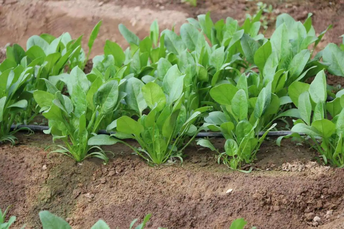 掌握菠菜種植時間+科學種植法，讓你的菜園綠意盎然