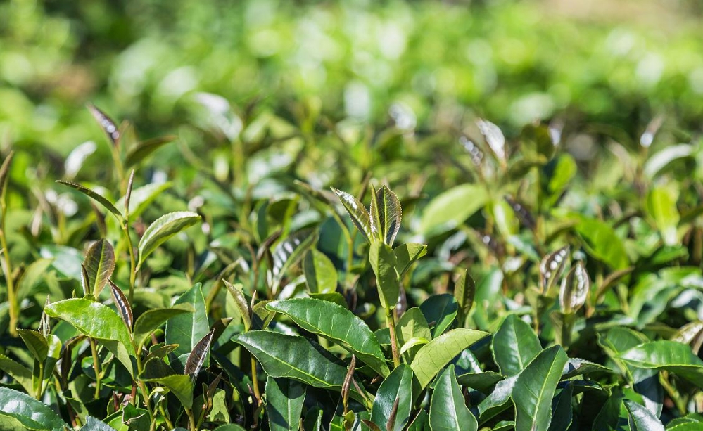 茶葉是樹的葉子嗎？茶葉不僅是茶樹上的葉子，更是千年文化的傳承