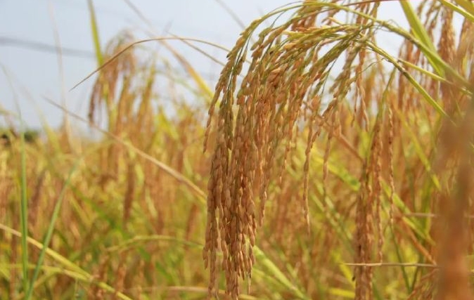 精準滅殺水稻鑽心蟲，生物與化學農藥並驅守護糧食安全新利器