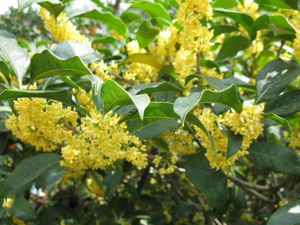 桂花什麼時候開花？絕對不能錯過的桂花金秋盛宴香滿園