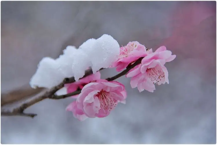 梅花不僅香自苦寒來，梅花更能結出意想不到的美味果實？