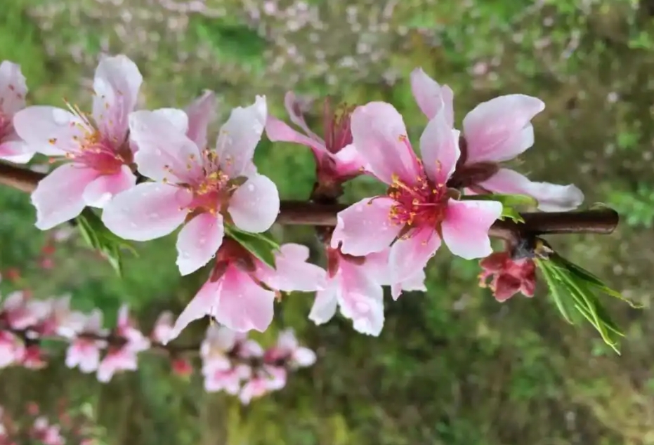 春日花語新發現：桃花是單花芽還是複花芽之謎，解開自然密碼