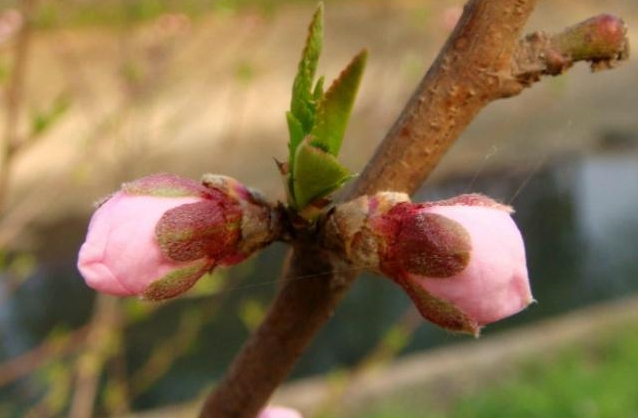 春日花語新發現：桃花是單花芽還是複花芽之謎，解開自然密碼