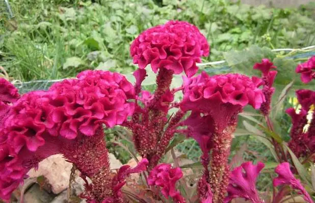 自然之約，時間之秘！揭秘雞冠花盛開的神奇時刻！