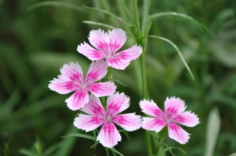 竹花爆盆養殖秘籍：掌握這幾招讓你的花園火起來