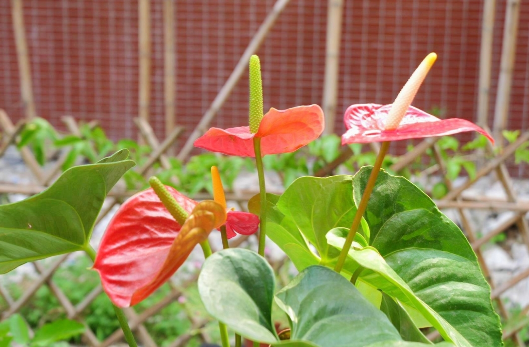 室內也能養出繁花似錦？紅掌花的家養秘訣大公開！