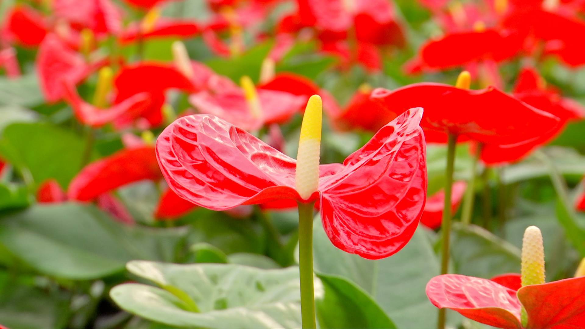 室內也能養出繁花似錦？紅掌花的家養秘訣大公開！