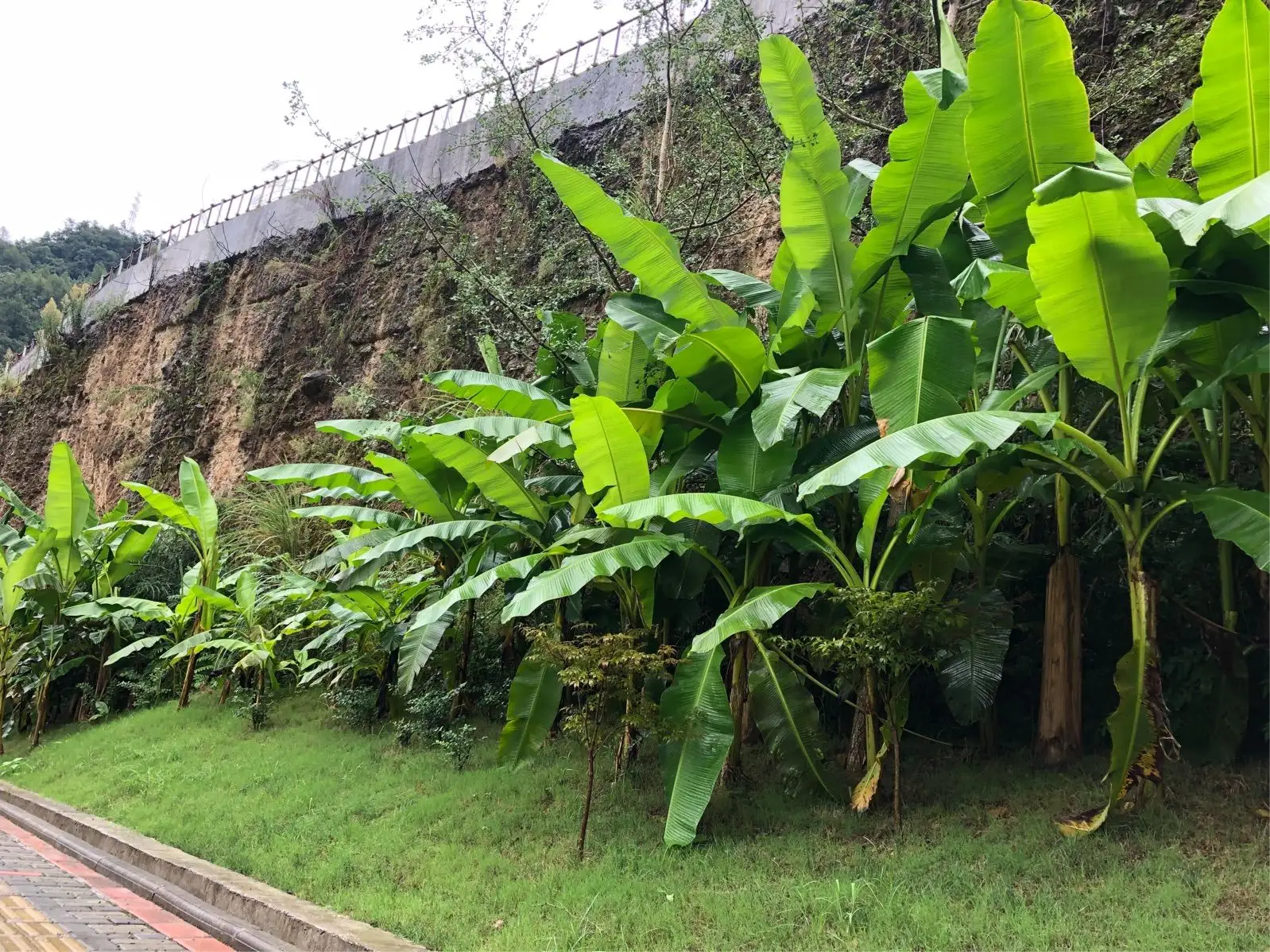 從熱帶雨林到都市花園-芭蕉樹適應性超強的綠化新寵