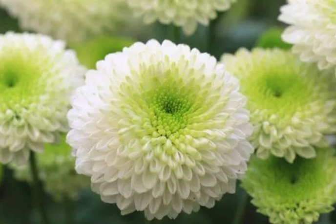 從種子到花海，東洋菊養殖技巧大公開，打造日式風情庭院！