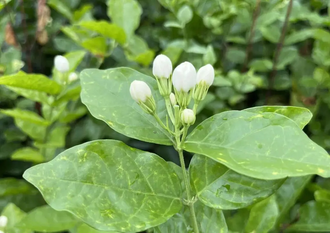 茉莉花種子發芽開花秘籍大公開！讓你的陽台秒變芬芳花海！