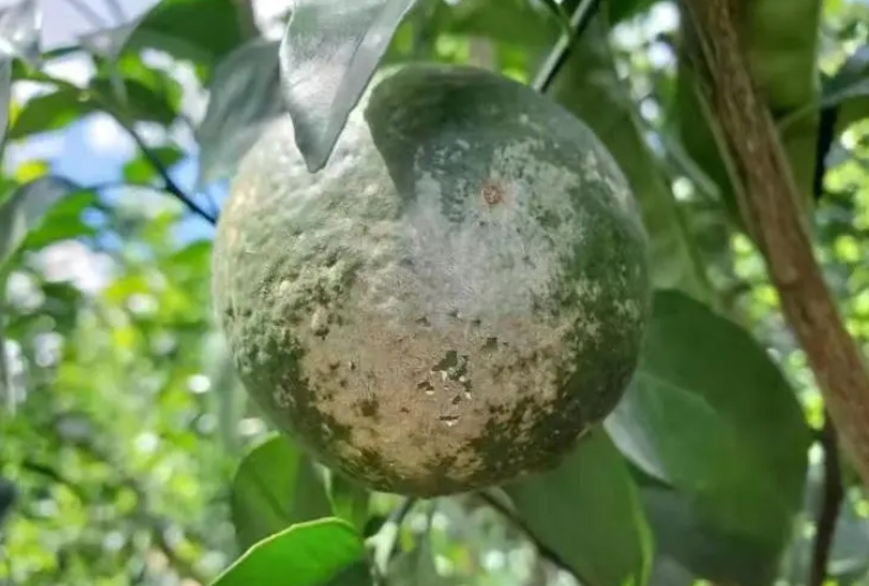 柑橘白癩病防治黑方法，讓果園重煥生機，甜蜜升級！