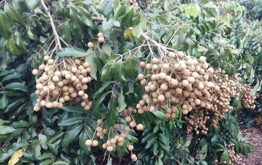 <b>桂圓樹種植最佳氣候土壤條件，輕鬆收獲甜美果實</b>