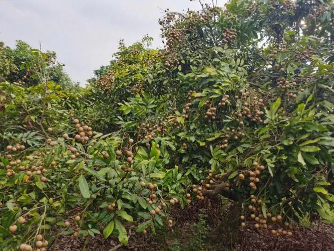 桂圓樹種植最佳氣候土壤條件，輕鬆收獲甜美果實