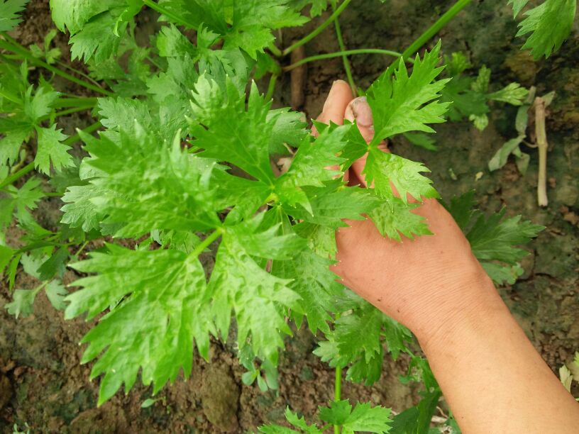 芹菜的葉子為什麼吃起來味道怪怪的？那是你不懂它的好！