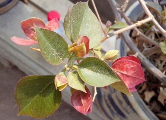 告別三角梅掉葉掉花‘秋日哀歌’，輕鬆打造美麗花園。