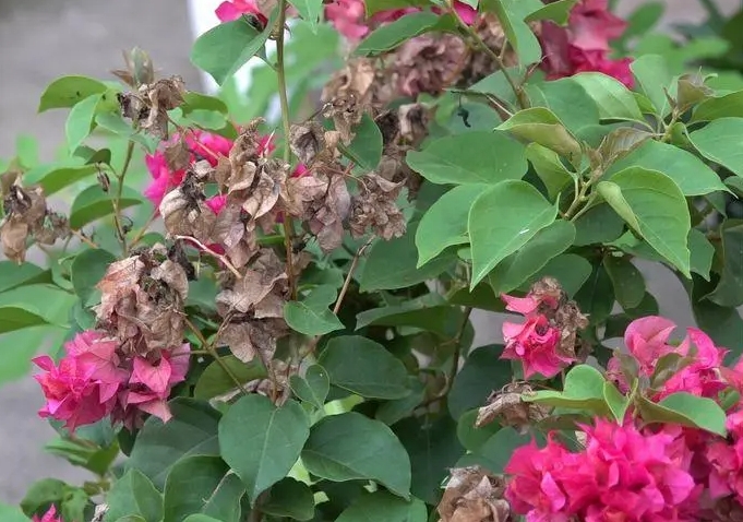 告別三角梅掉葉掉花‘秋日哀歌’，輕鬆打造美麗花園。