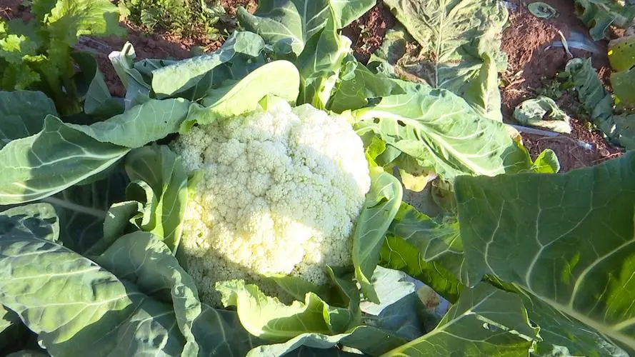 菜花菜的種植原產地與獨特風味旅行，綠色寶石特色產地直擊。