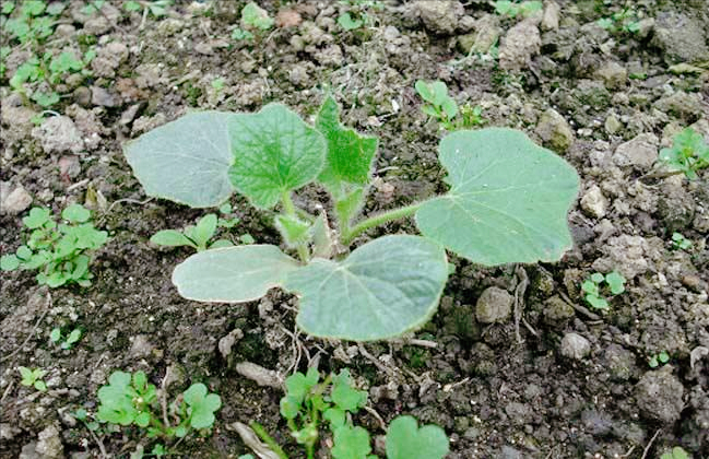 冬瓜種子催芽育苗黑科技，家庭菜園創新種植方法曝光。