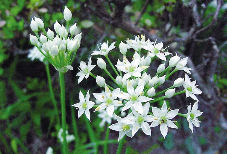 <b>韭菜開花後還能吃嗎？別急著扔韭菜開花才是餐桌上的美食新寵。</b>