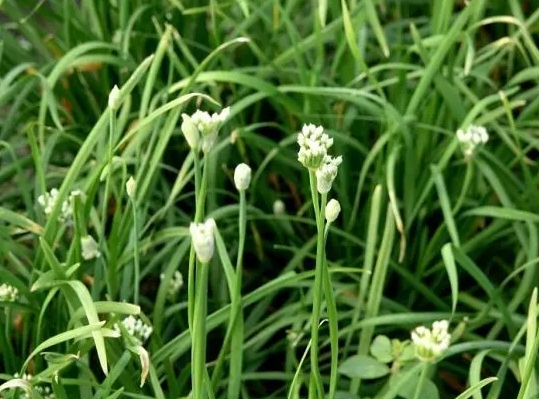 韭菜開花後還能吃嗎？別急著扔韭菜開花才是餐桌上的美食新寵。