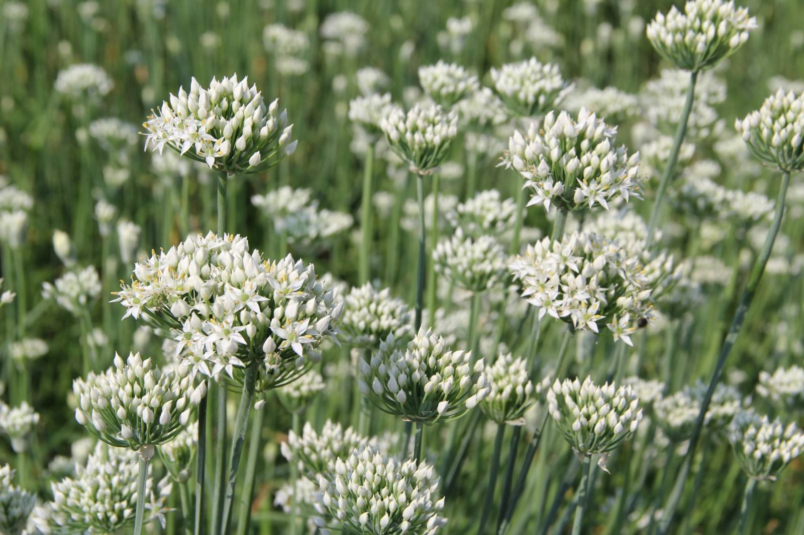 韭菜開花後還能吃嗎？別急著扔韭菜開花才是餐桌上的美食新寵。