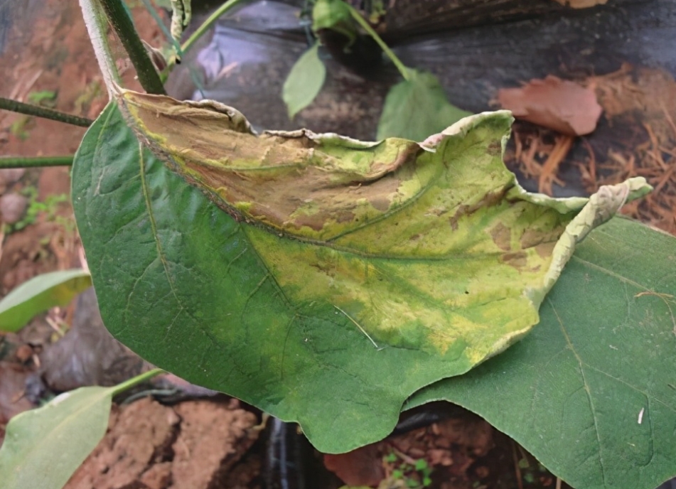 <b>專家為你解答茄子葉片突然變黃是什麼病害，遠離種植黃葉危機</b>